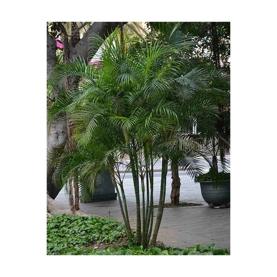 Dypsis lutescens (palmier multipliant) pot de 2 litres ? 40/60 cm