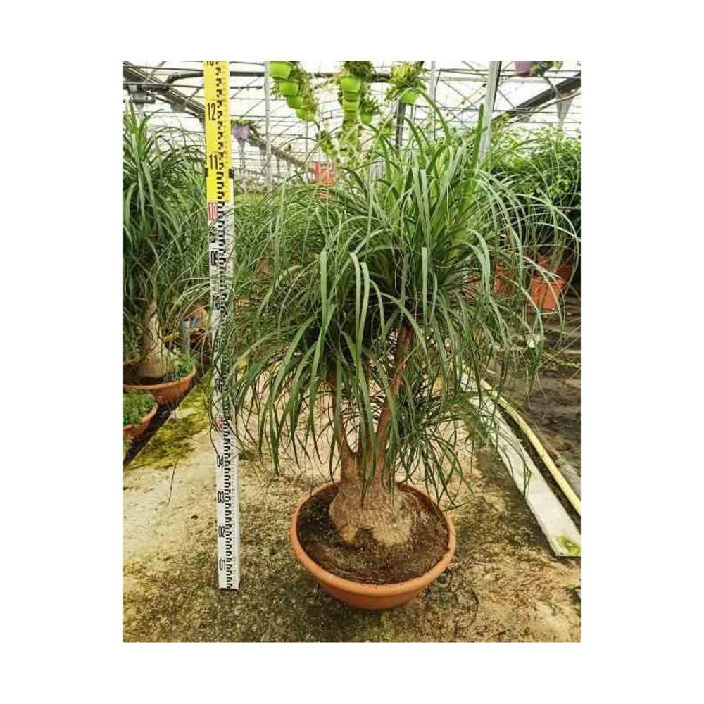 Beaucarnea recurvata [syn. Nolina r.] pot de 12 litres ? 80/100 cm