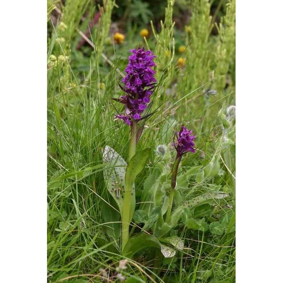 Dactylorhiza alpestris pot de 1 litre ? 30/40 cm