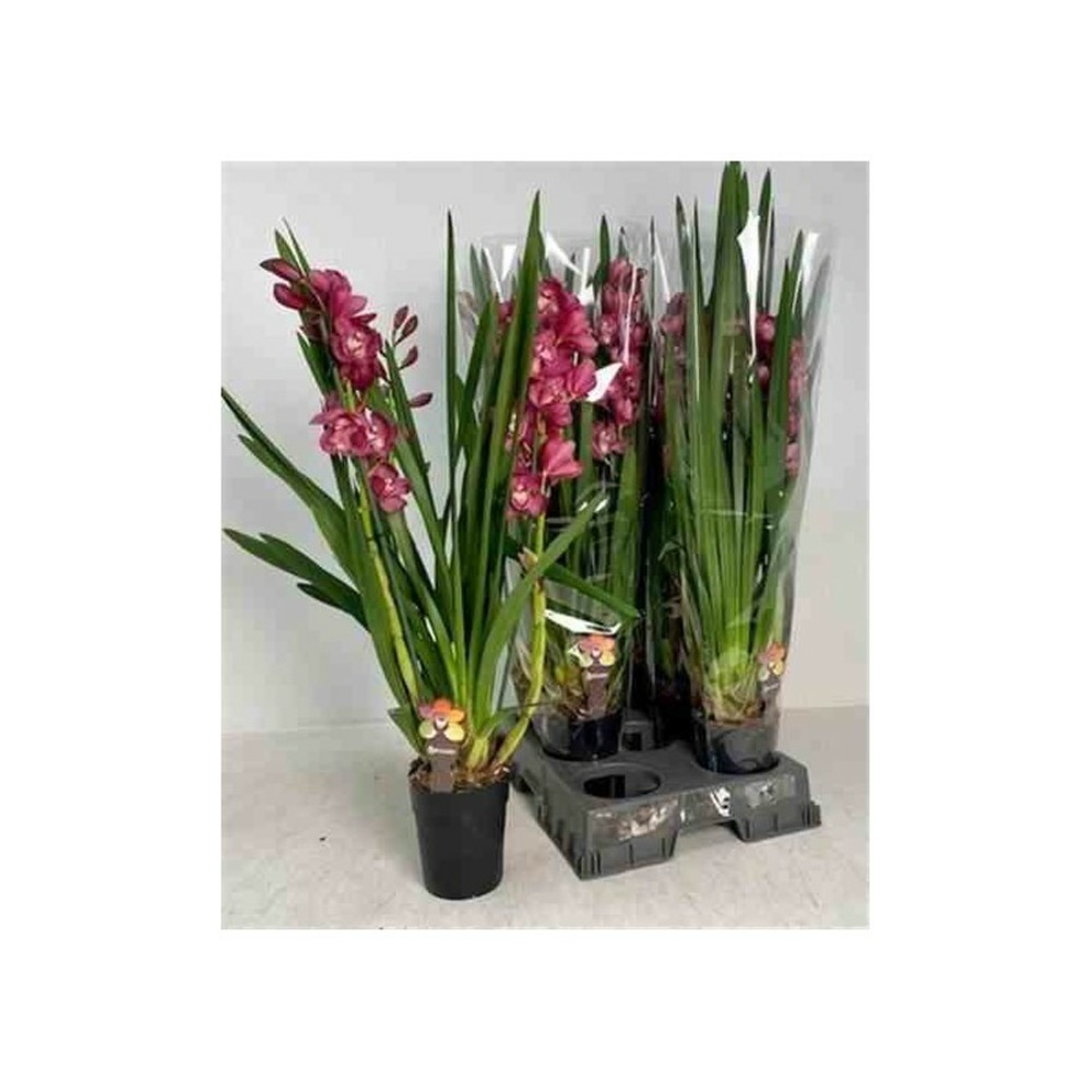 Cymbidium hybride rouge pot de 1 litre ? 60/80cm