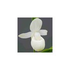 Cypripedium reginae alba (orchidées terrestres) taille pot de 1 litre - 0/80 cm