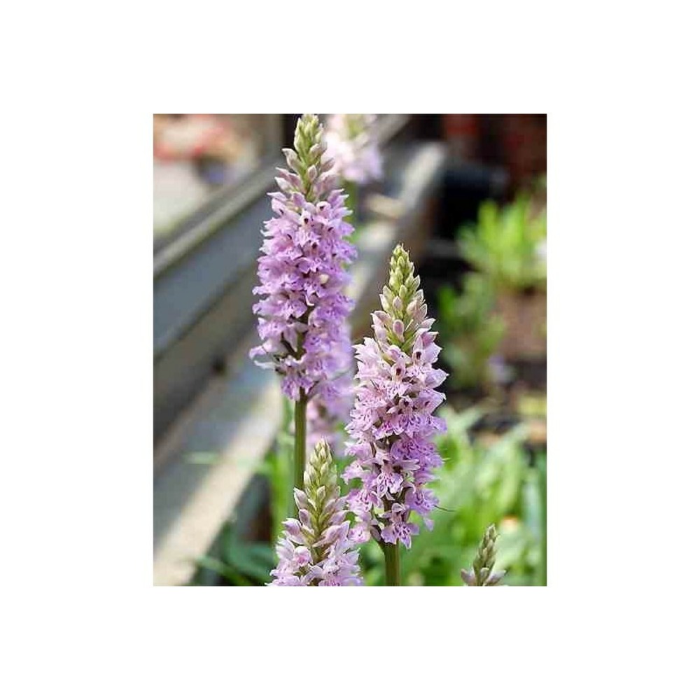 Dactylorhiza maculata pot de 1 litre - 0/60 cm