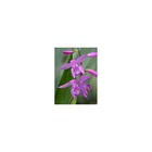 Bletilla striata "purple"   violet - taille pot de 1 litre ? 30/40 cm