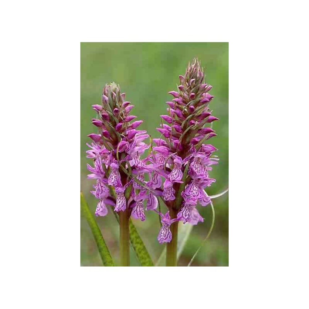 Dactylorhiza majalis pot de 1 litre - 0/60 cm