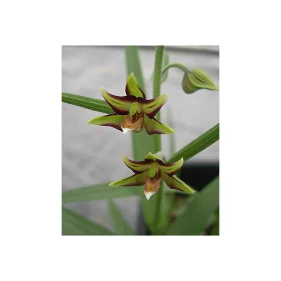 Epipactis verratrifolia pot de 1 litre - 0/60 cm - couleur floraison:marron et jaune