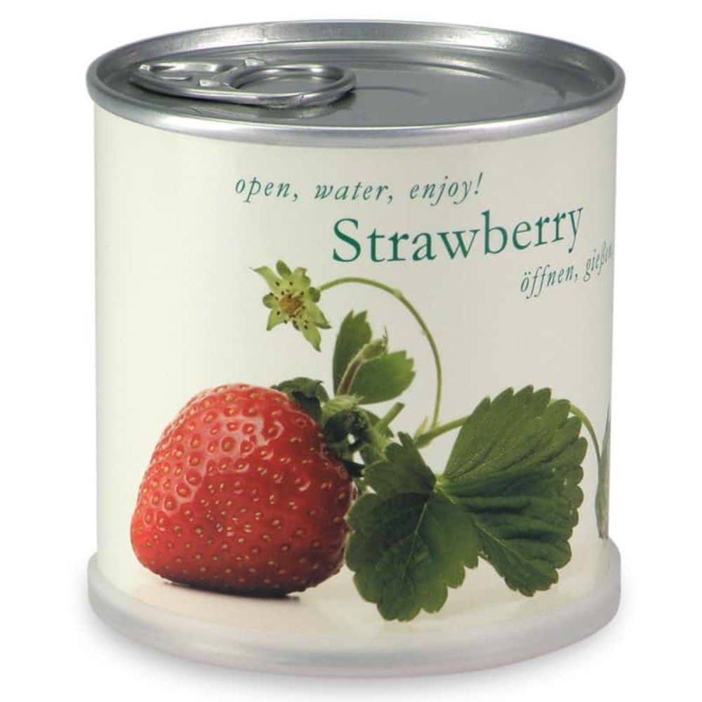 Fraises à faire pousser en boite