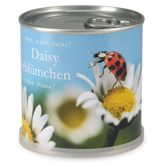 Marguerites à faire pousser en boite