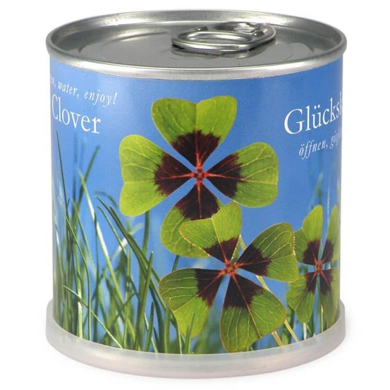 Trèfle à 4 feuilles à faire pousser en boite