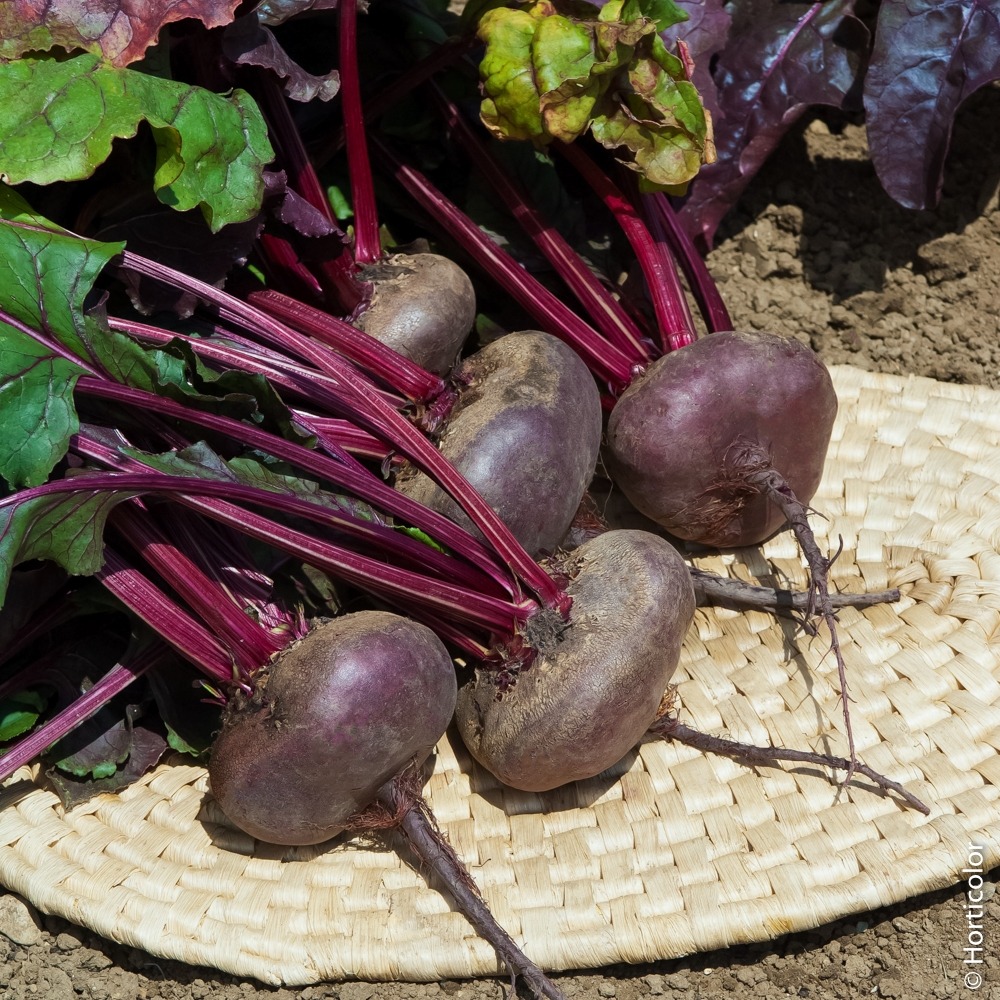 Betterave d'egypte le sachet économique