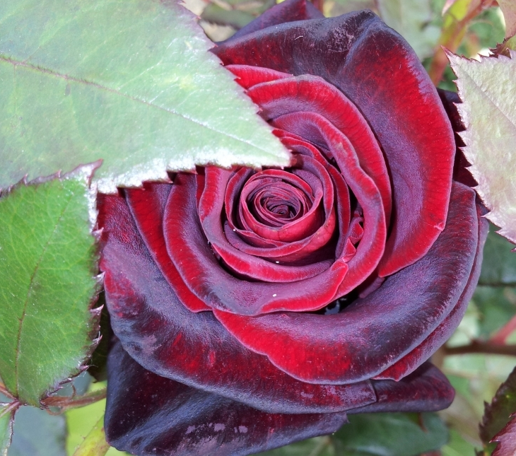 Lot de 3 rosiers à grandes fleurs black baccara rouge