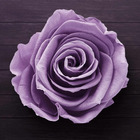 Rosier 'violette parfumée' -