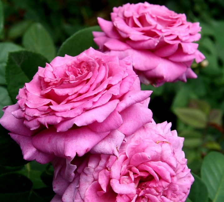 Lot de 3 rosiers à grandes fleurs chartreuse de parme mauve