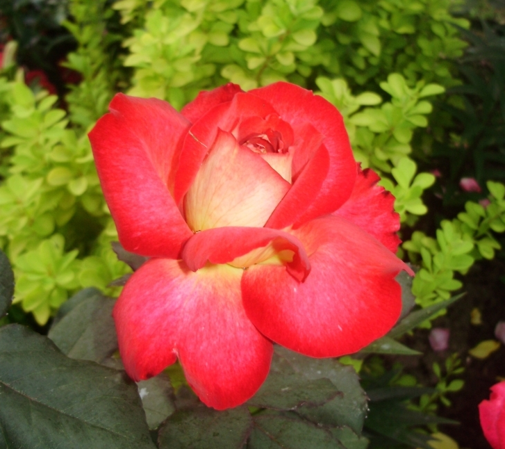 Lot de 3 rosiers à grandes fleurs bolshoi bicolor