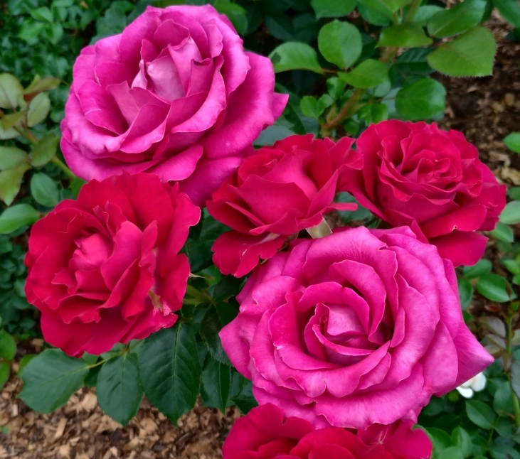 Lot de 3 rosiers à grandes fleurs belles rives rose