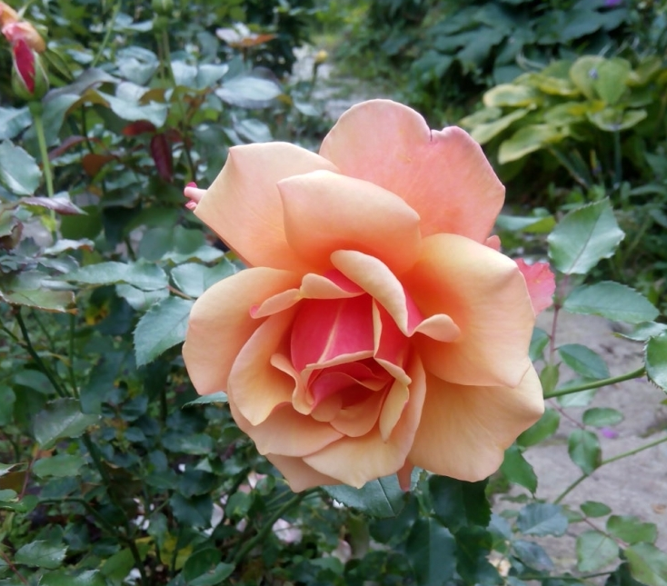 Lot de 3 rosiers à grandes fleurs belle epoque rose/orange