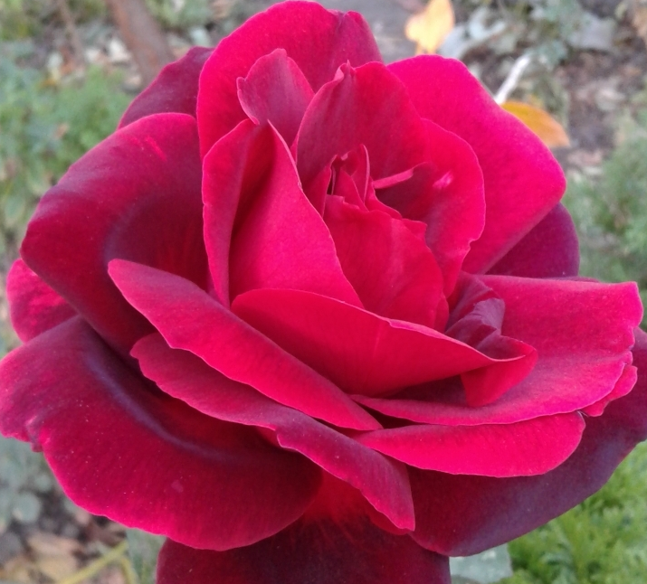 Lot de 3 rosiers à grandes fleurs chrysler imperial rouge