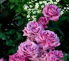 Lot de 3 rosiers à grandes fleurs claude brasseur mauve