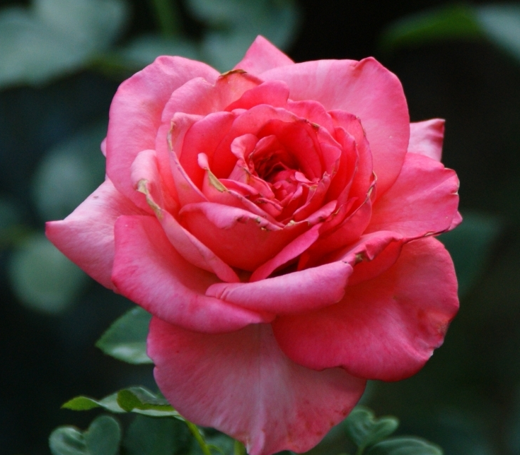 Lot de 3 rosirs à grandes fleurs arthur rimbaud rose