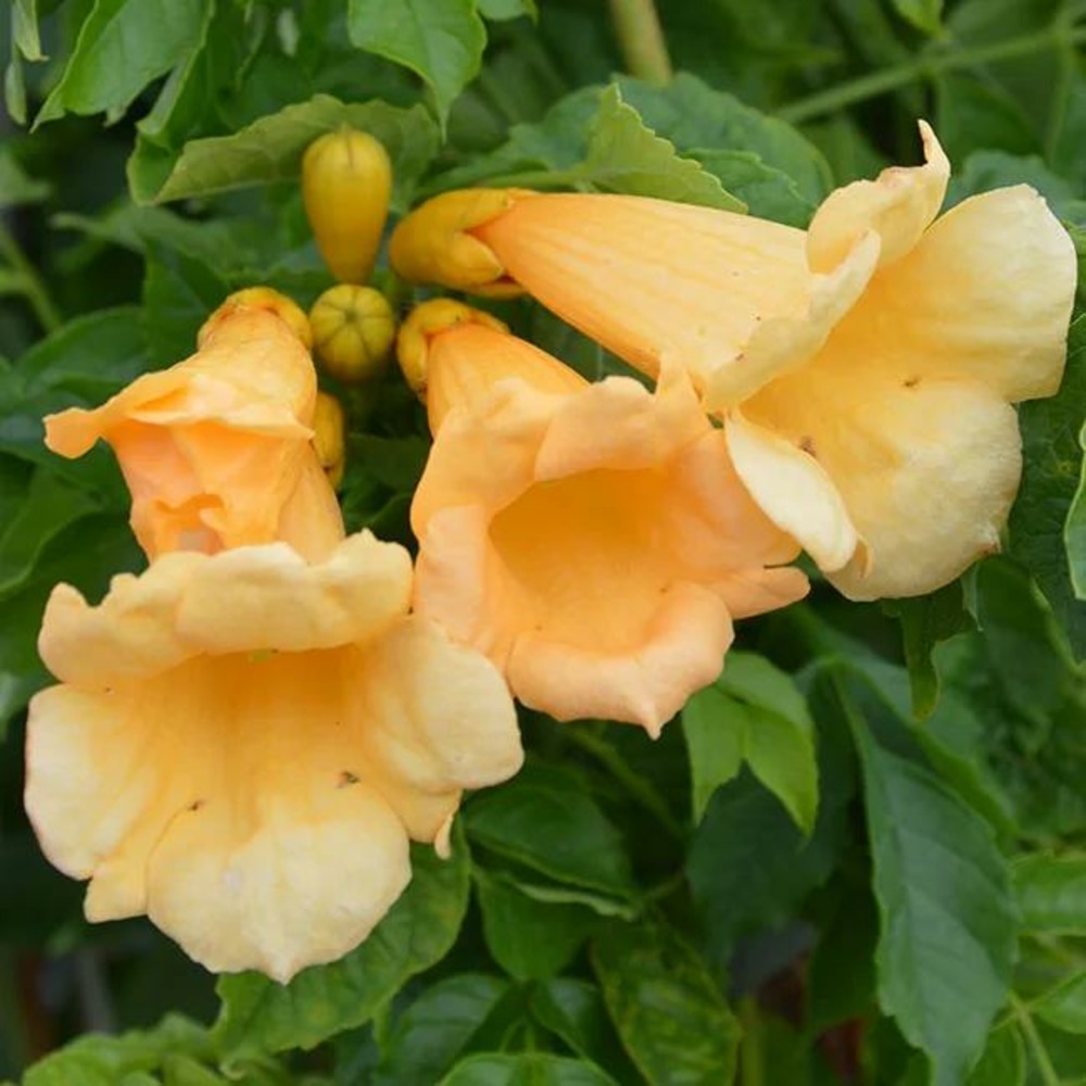 Bignone 'flava' (yellow trumpet) campsis radicans 3l - 60/90cm