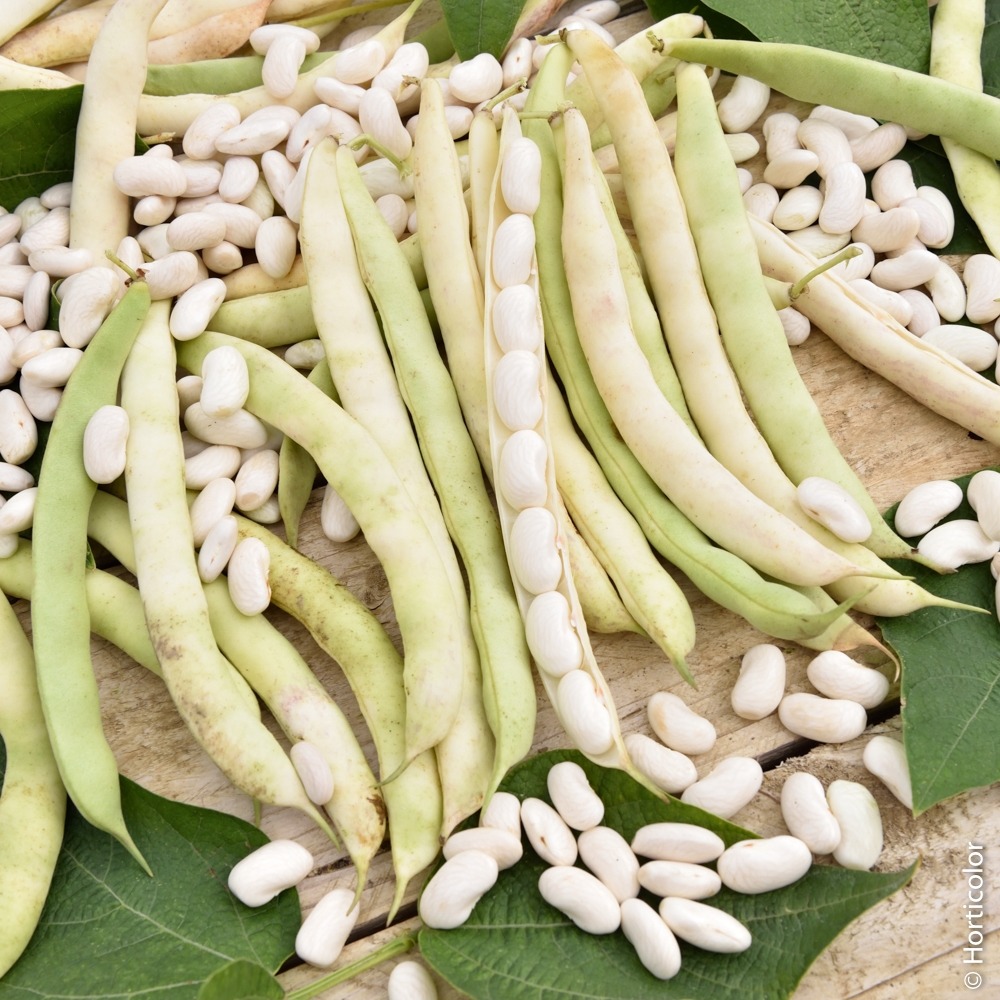 Haricot nain à écosser soissy la boîte pour 10 mètres