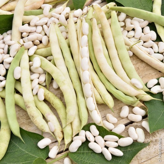 Haricot nain à écosser soissy la boîte pour 10 mètres