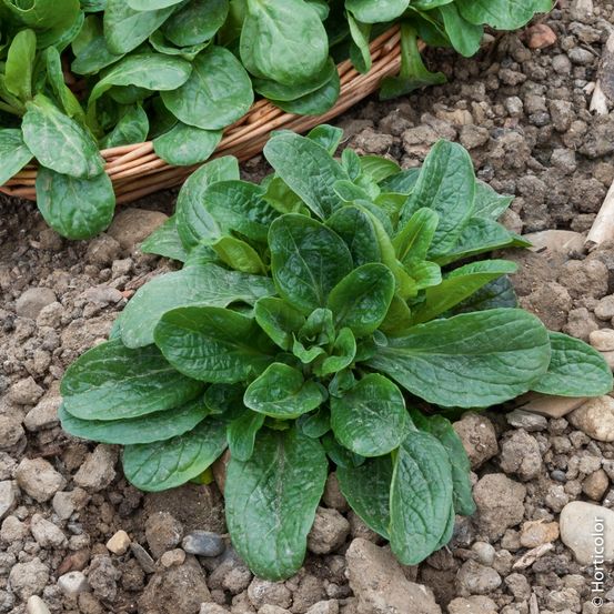 Mâche vit le sachet économique