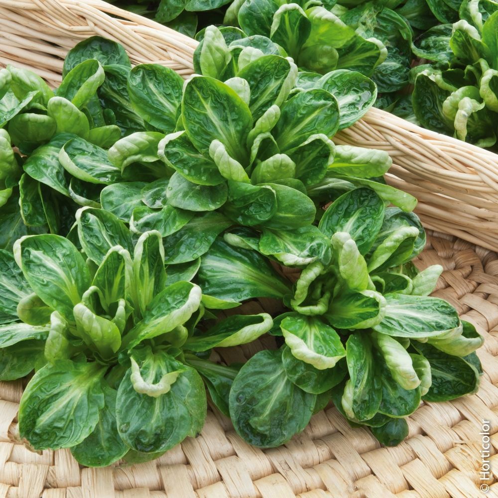 Mâche coquille de louviers le sachet économique