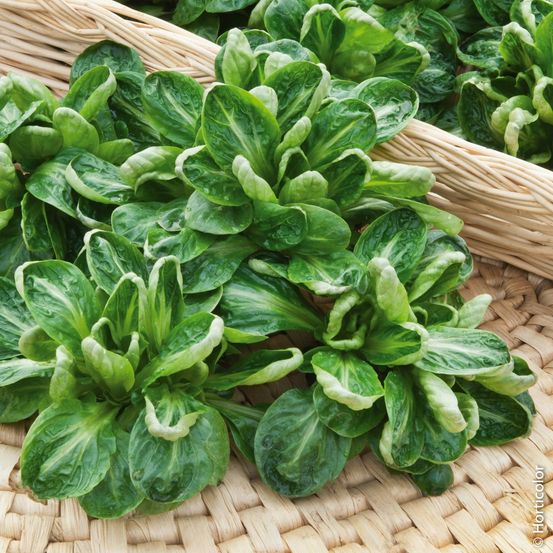 Mâche coquille de louviers le sachet économique