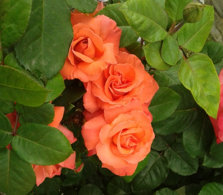 Lot de 3 rosiers à grandes fleurs christophe colomb orange