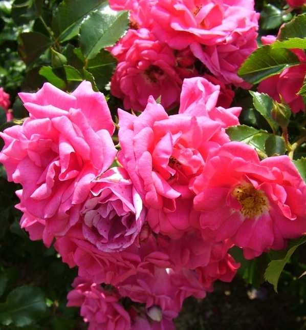 Lot de 3 rosiers couvre sol emera rose fuschia
