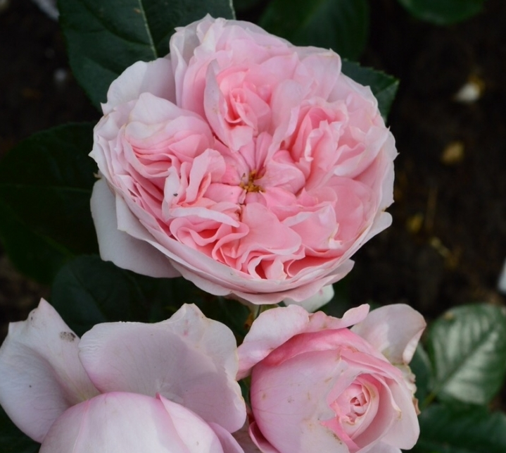 Lot de 3 rosiers à grandes fleurs chateau barbeyrolles rose