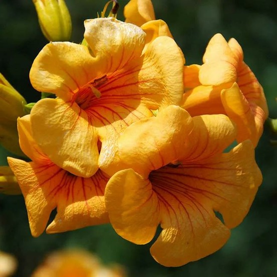 Bignone summer jazz® gold - campsis tagliabuana 3l - 60/90cm