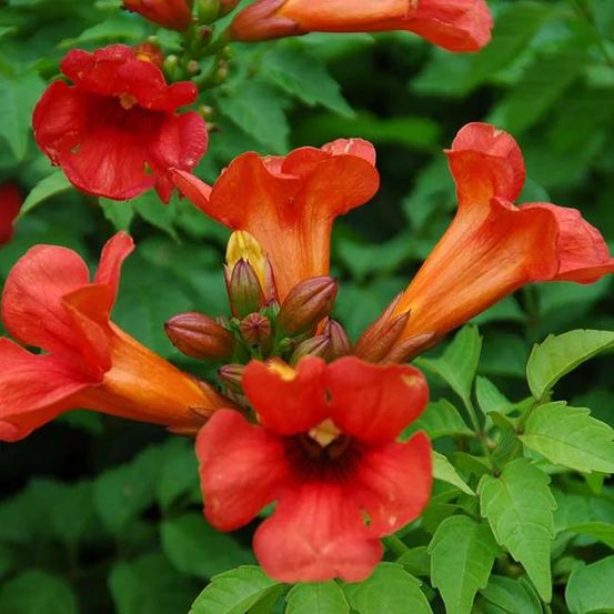 Bignone summer jazz fire® - campsis x tagliabuana 3l - 60/90cm