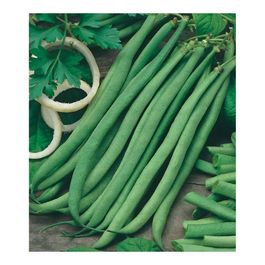 Graines De Haricot Talisman - Sachet De 75g, Phaseolus Vulgaris, Gousses Vertes Sans Fil 17-19cm, Résistant Aux Maladies