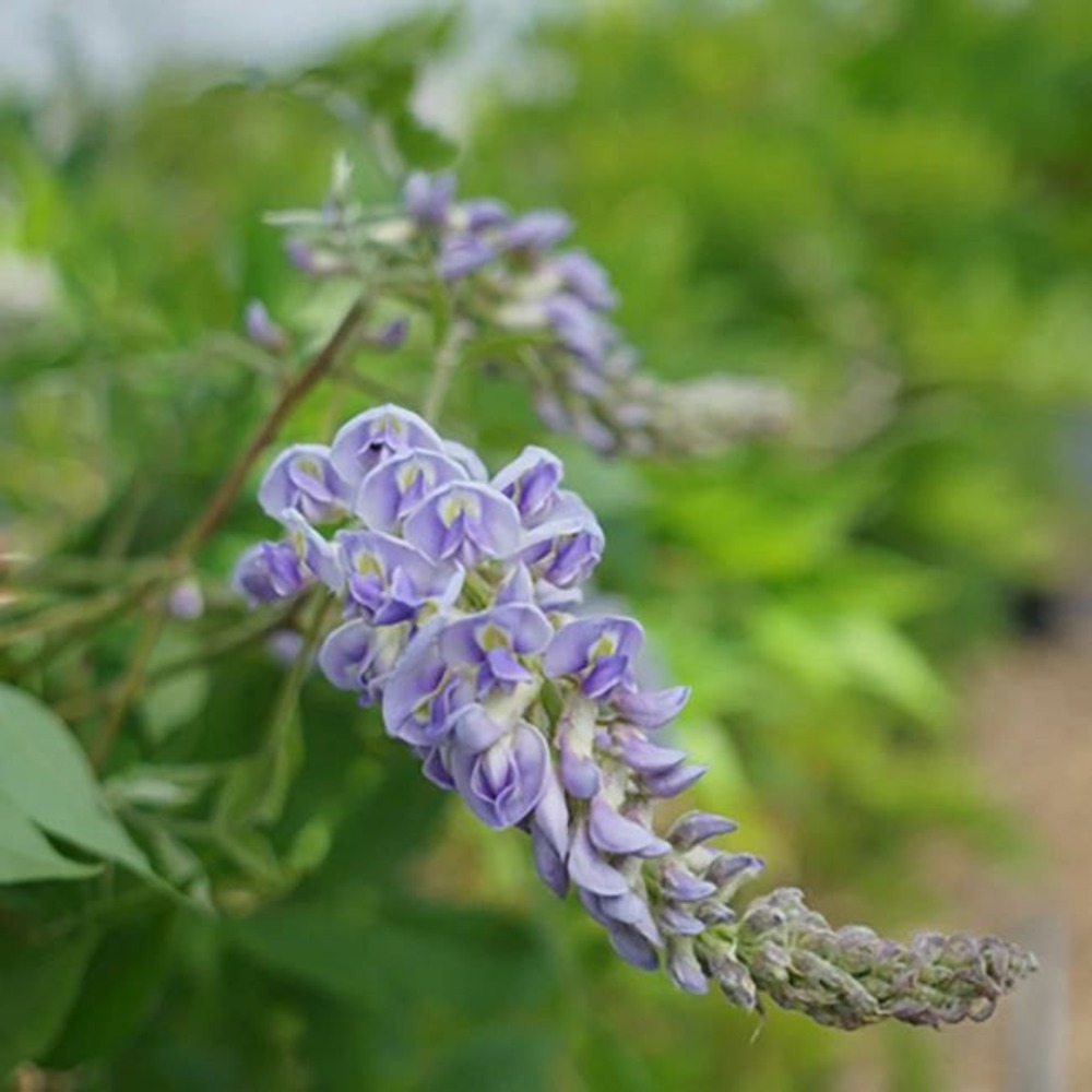 Glycine d'amérique 'magnifica' - wisteria frutescens 3l - 60/90cm
