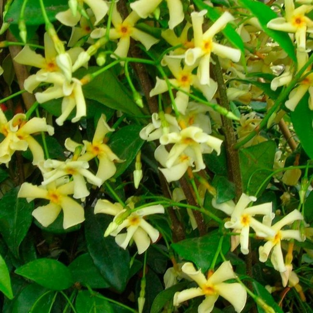Jasmin étoilé 'star of toscane' - trachelospermum jasminoides 3l - 90/120cm