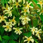 Jasmin étoilé 'star of toscane' - trachelospermum jasminoides 3l