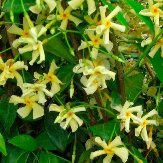 Jasmin étoilé 'star of toscane' - trachelospermum jasminoides 3l - 60/90cm