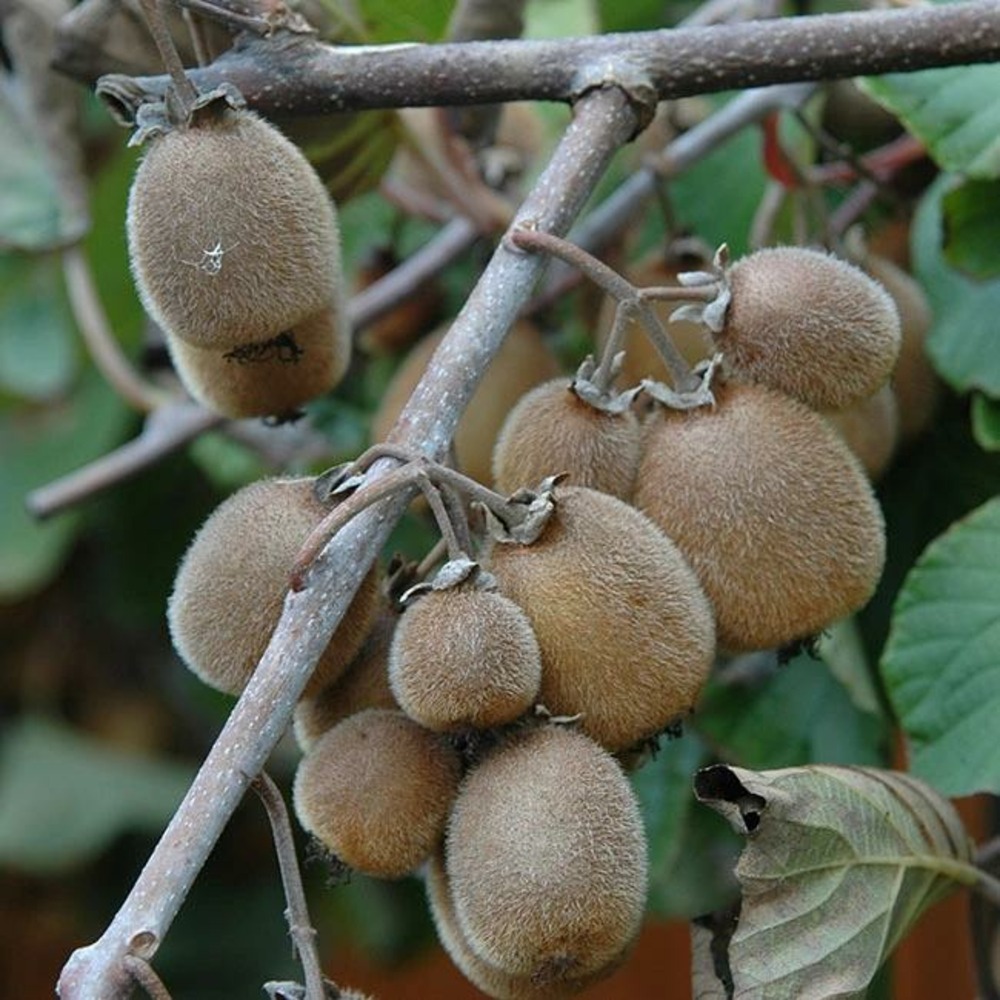 Kiwi autofertile 'solissimo®' (renact) - actinidia chinensis 3l - 60/90cm