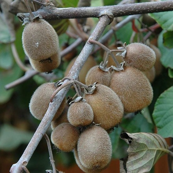 Kiwi autofertile 'solissimo®' (renact) - actinidia chinensis 3l - 60/90cm