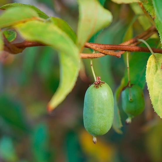 Kiwaï autofertile 'vitikiwi®' - actinidia arguta 3l - 60/90cm