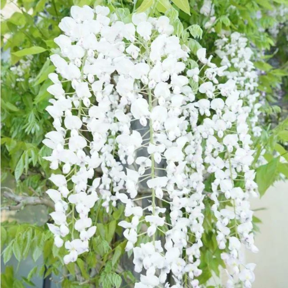 Glycine du japon 'snow showers' wisteria floribunda 3l - 60/90cm