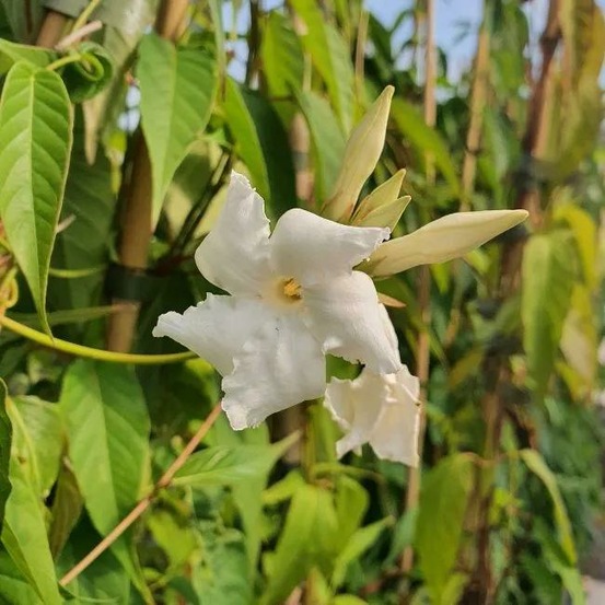 Jasmin du chili - mandevilla laxa 3l - 60/90cm