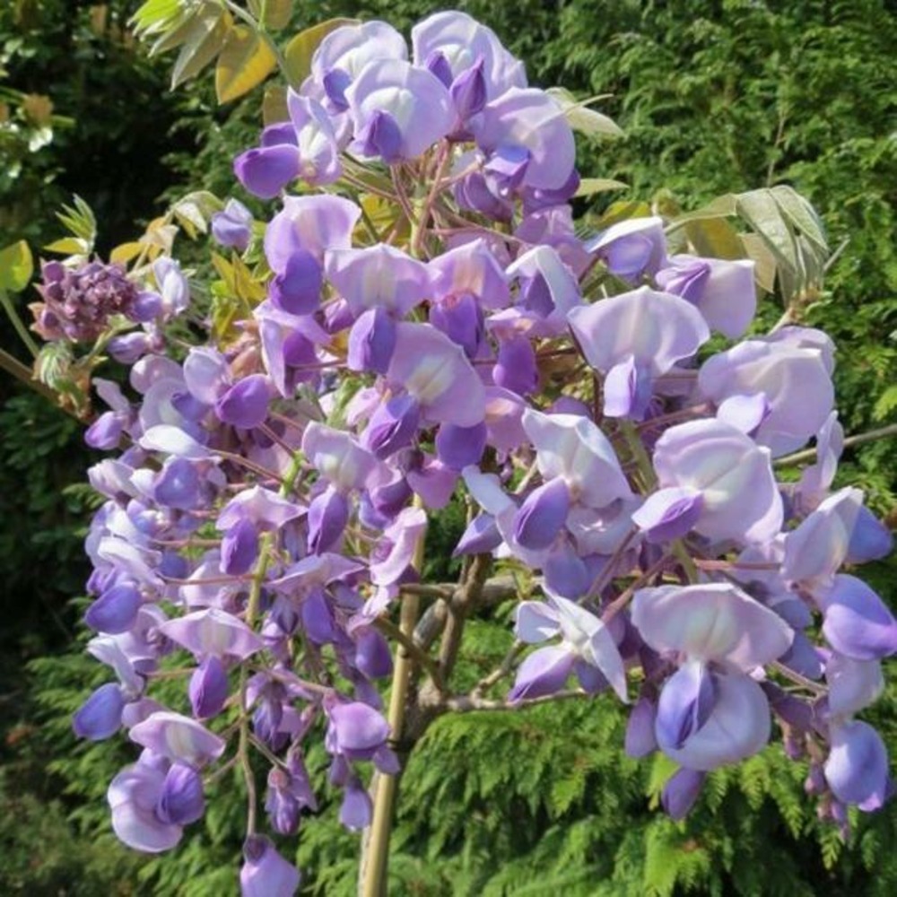 Glycine gracieuse okayama - wisteria venusta - wisteria brachybotrys 3l - 60/90cm