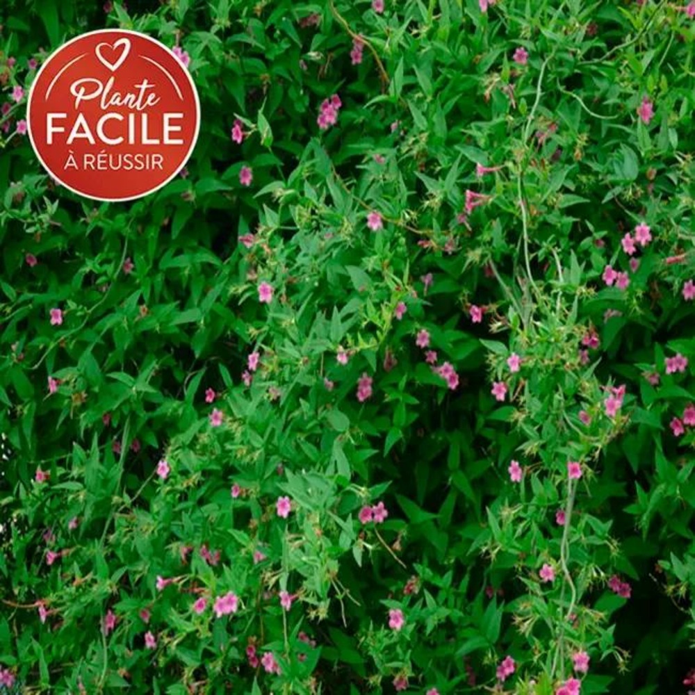 Jasmin rose 'beesianum' - jasminum 3l - 60/90cm