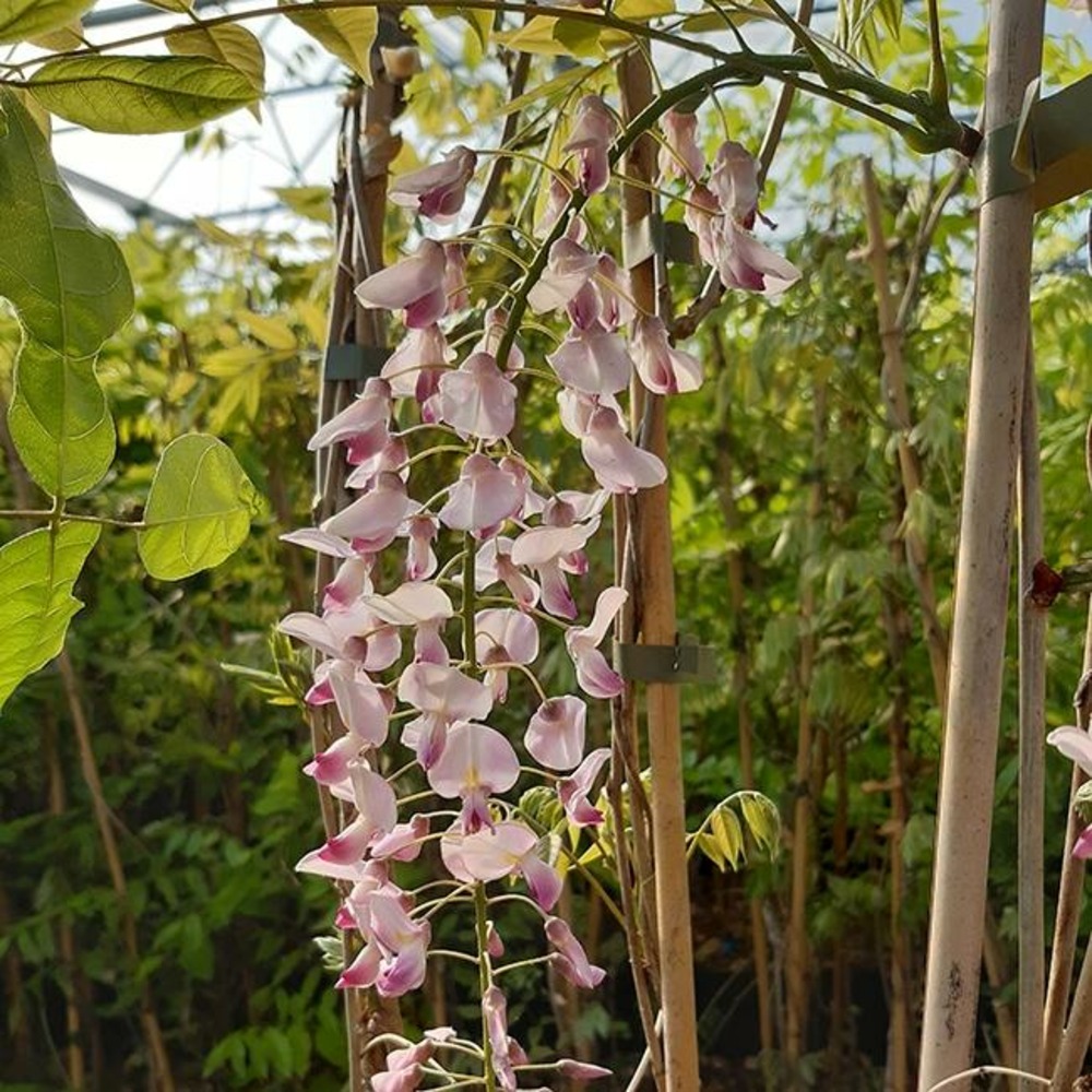 Glycine du japon 'honbeni' ('pink ice') - wisteria floribunda 3l - 60/90cm