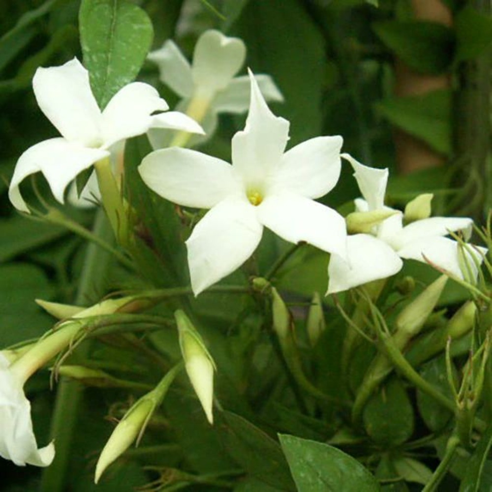 Jasmin blanc officinal jasminum officinalis 3l - 60/90cm