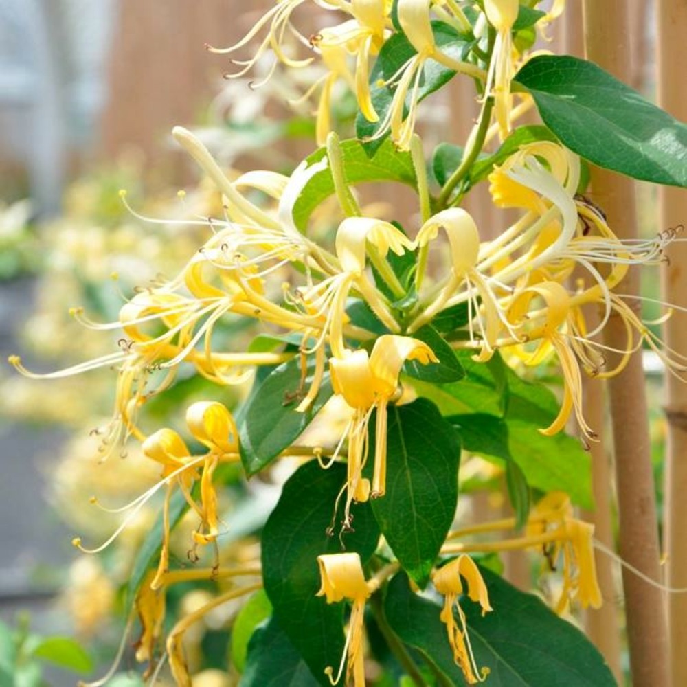 Ch vrefeuille Delavayi Lonicera Similis 3l 60 90cm Truffaut ch-vrefeuille-delavayi-lonicera-similis-3l-60-90cm-truffaut