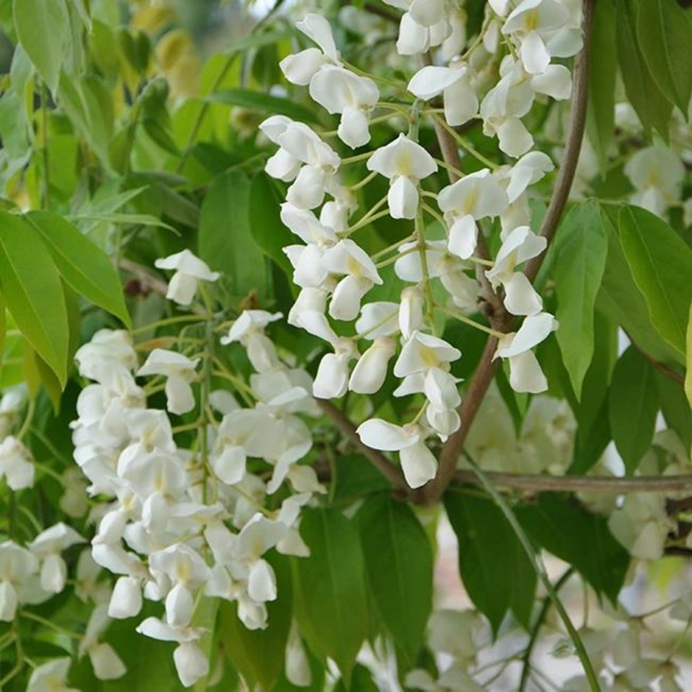 Glycine gracieuse - wisteria venusta 3l - 60/90cm