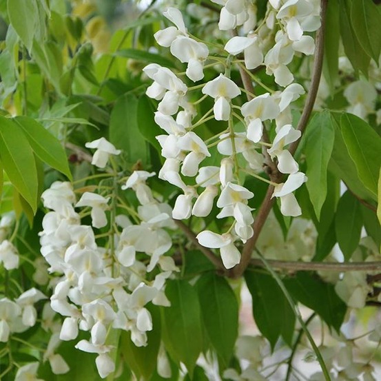Glycine gracieuse - wisteria venusta 3l - 60/90cm